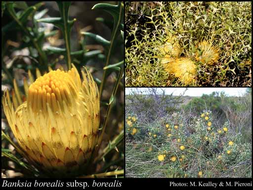 Photograph of Banksia borealis (A.S.George) A.R.Mast & K.R.Thiele subsp. borealis