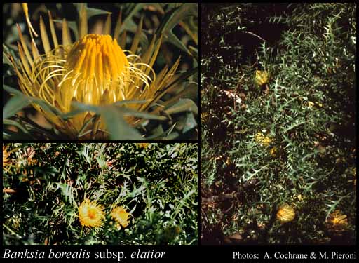 Photograph of Banksia borealis subsp. elatior (A.S.George) A.R.Mast & K.R.Thiele