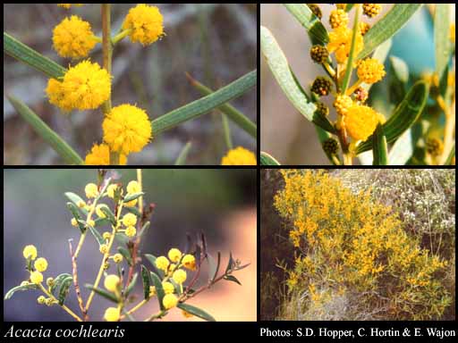 Photograph of Acacia cochlearis (Labill.) H.L.Wendl.