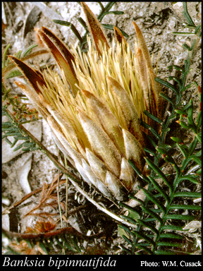 Photograph of Banksia bipinnatifida (R.Br.) A.R.Mast & K.R.Thiele