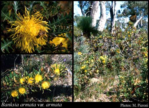 Photograph of Banksia armata (R.Br.) A.R.Mast & K.R.Thiele var. armata