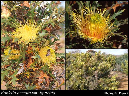 Photograph of Banksia armata var. ignicida (A.S.George) A.R.Mast & K.R.Thiele