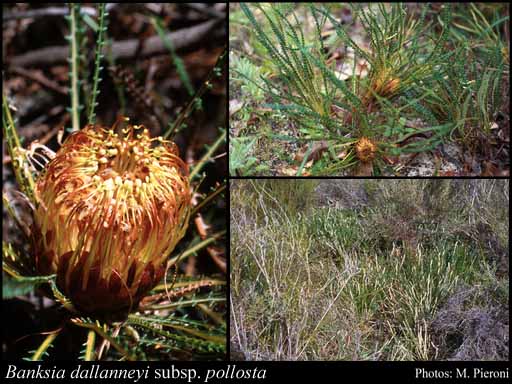Photograph of Banksia dallanneyi subsp. pollosta (A.S.George) A.R.Mast & K.R.Thiele
