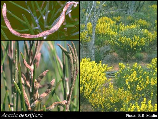 Photograph of Acacia densiflora Morrison