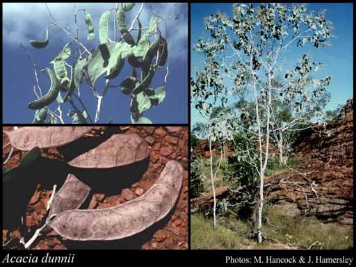 Photograph of Acacia dunnii Turrill