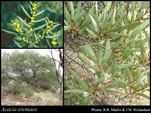 Photograph of Acacia eremaea C.R.P.Andrews