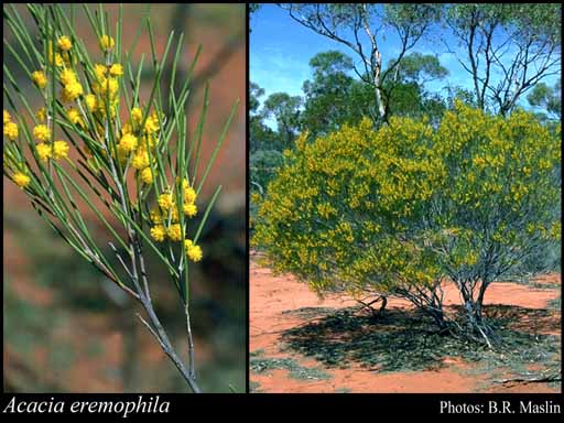 Photograph of Acacia eremophila W.Fitzg.