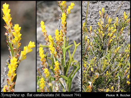 Photograph of Synaphea sp. flat canaliculata (M. Bennett 794)