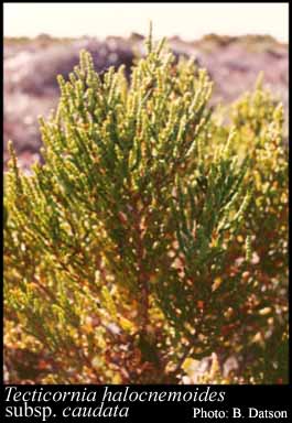 Photograph of Tecticornia halocnemoides subsp. caudata (Paul G.Wilson) K.A.Sheph. & Paul G.Wilson