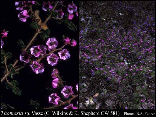 Photograph of Thomasia sp. Vasse (C. Wilkins & K. Shepherd CW 581)
