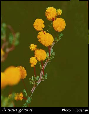 Photograph of Acacia grisea S.Moore