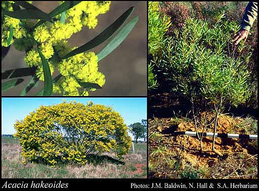 Photograph of Acacia hakeoides Benth.