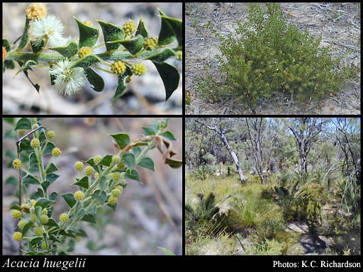 Photograph of Acacia huegelii Benth.
