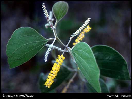 Photograph of Acacia humifusa Benth.
