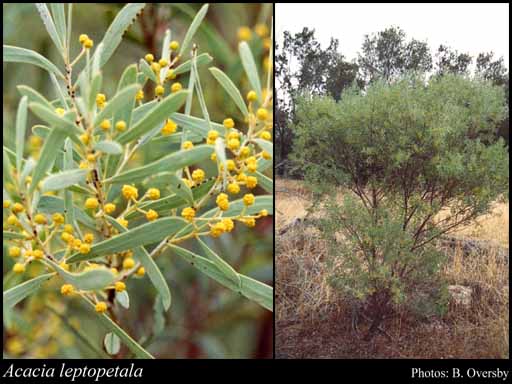 Photograph of Acacia leptopetala Benth.