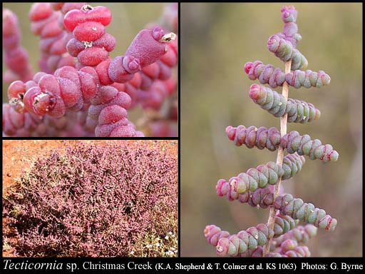 Photograph of Tecticornia sp. Christmas Creek (K.A. Shepherd & T. Colmer et al. KS 1063)