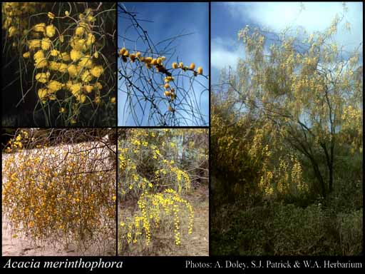 Photograph of Acacia merinthophora E.Pritz.