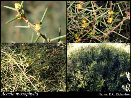 Photograph of Acacia nyssophylla F.Muell.