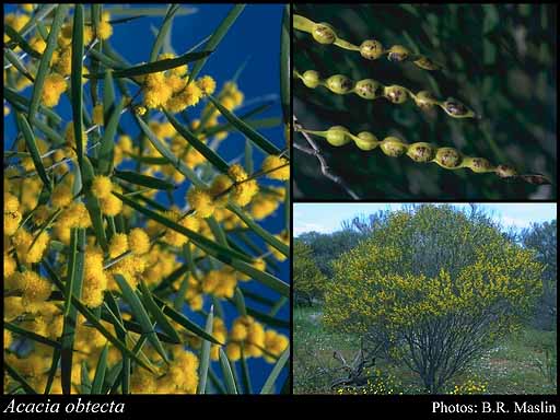 Photograph of Acacia obtecta Maiden & Blakely