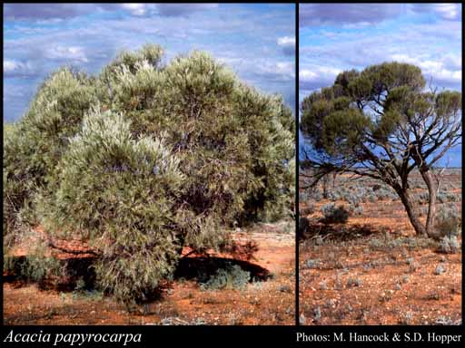 Photograph of Acacia papyrocarpa Benth.