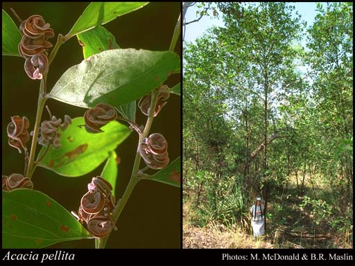 Photograph of Acacia pellita O.Schwarz