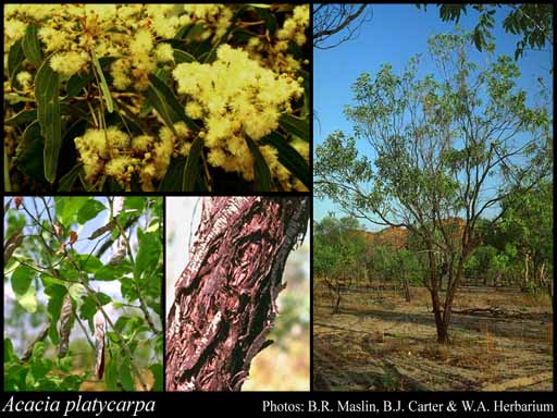 Photograph of Acacia platycarpa F.Muell.