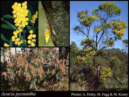 Photograph of Acacia pycnantha Benth.