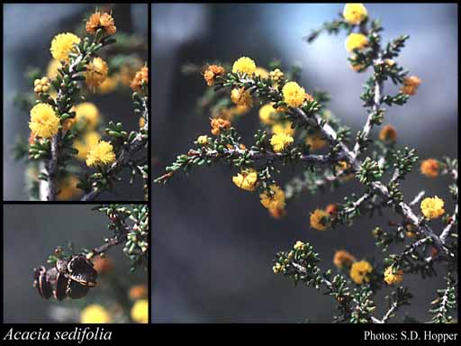 Photograph of Acacia sedifolia Maiden & Blakely