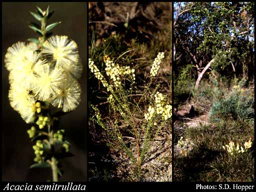 Photograph of Acacia semitrullata Maslin