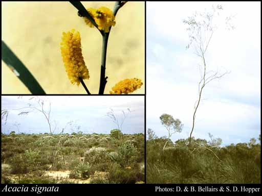 Photograph of Acacia signata F.Muell.