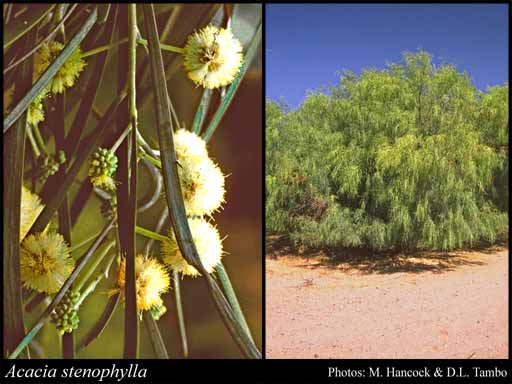 Photograph of Acacia stenophylla Benth.
