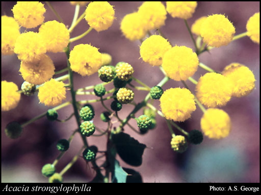 Photograph of Acacia strongylophylla F.Muell.