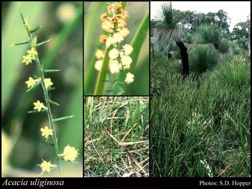 Photograph of Acacia uliginosa Maslin