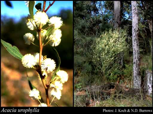 Photograph of Acacia urophylla Benth.