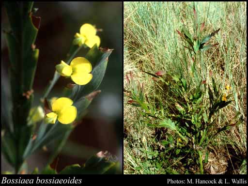 Photograph of Bossiaea bossiaeoides (Benth.) Court