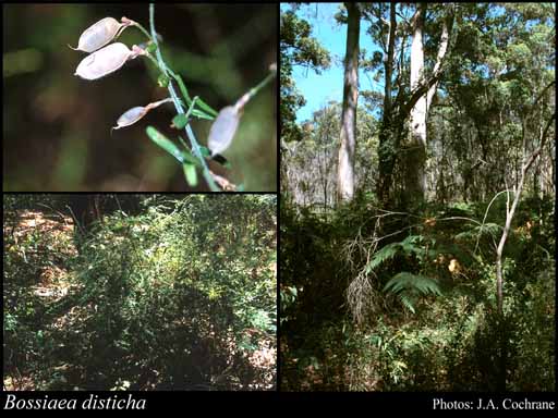 Photograph of Bossiaea disticha Lindl.