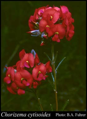 Photograph of Chorizema cytisoides Turcz.