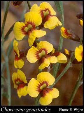 Photograph of Chorizema genistoides (Meisn.) C.A.Gardner