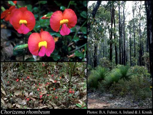 Photograph of Chorizema rhombeum R.Br.