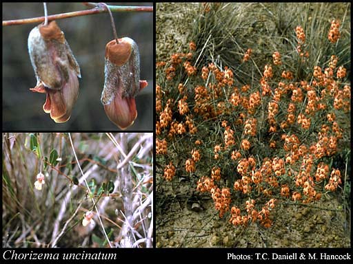 Photograph of Chorizema uncinatum C.R.P.Andrews Image
