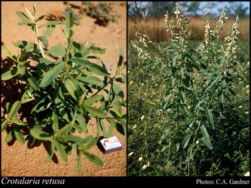 Photograph of Crotalaria retusa L.