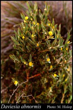 Photograph of Daviesia abnormis F.Muell.