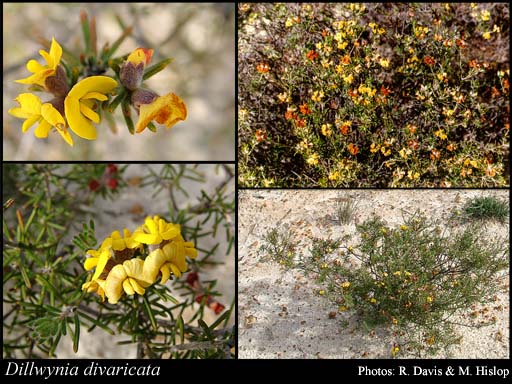 Photograph of Dillwynia divaricata (Turcz.) Benth.