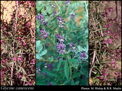 Photograph of Glycine canescens F.J.Herm.