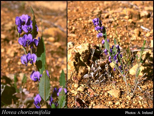 Photograph of Hovea chorizemifolia (Sweet) DC.