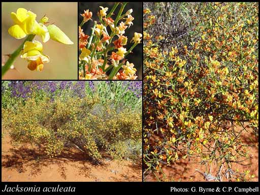 Photograph of Jacksonia aculeata W.Fitzg.