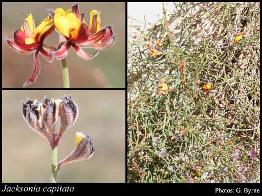 Photograph of Jacksonia capitata Benth.