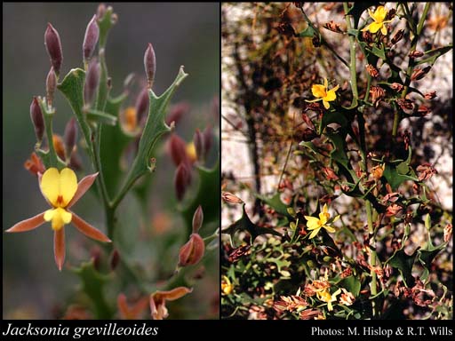 Photograph of Jacksonia grevilleoides Turcz.