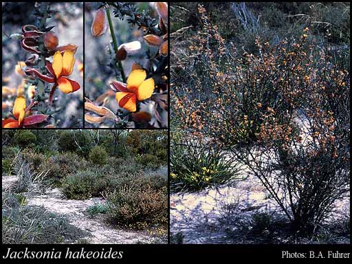 Photograph of Jacksonia hakeoides Meisn.