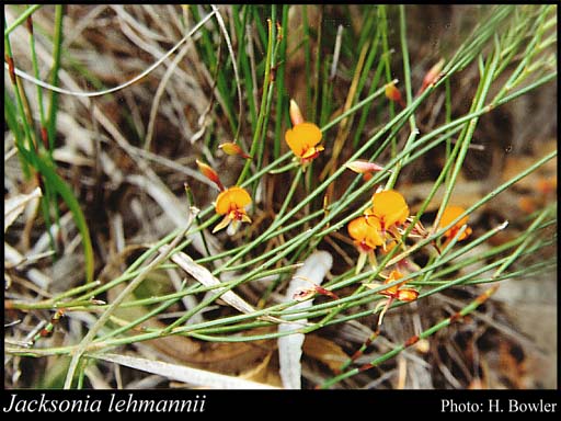 Photograph of Jacksonia lehmannii Meisn.